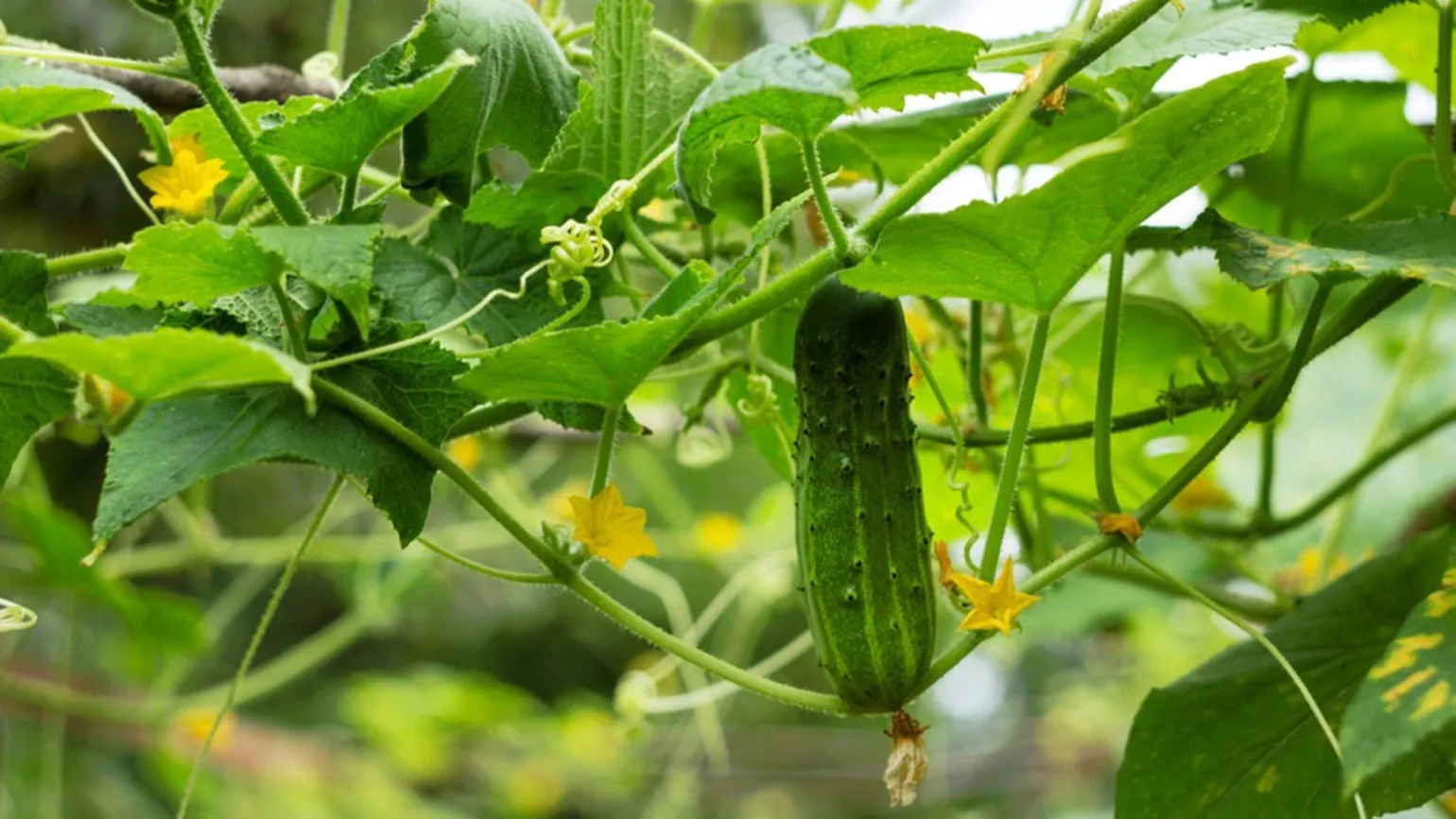 Castravete crescând printre frunze verzi, într-o cultură de legume